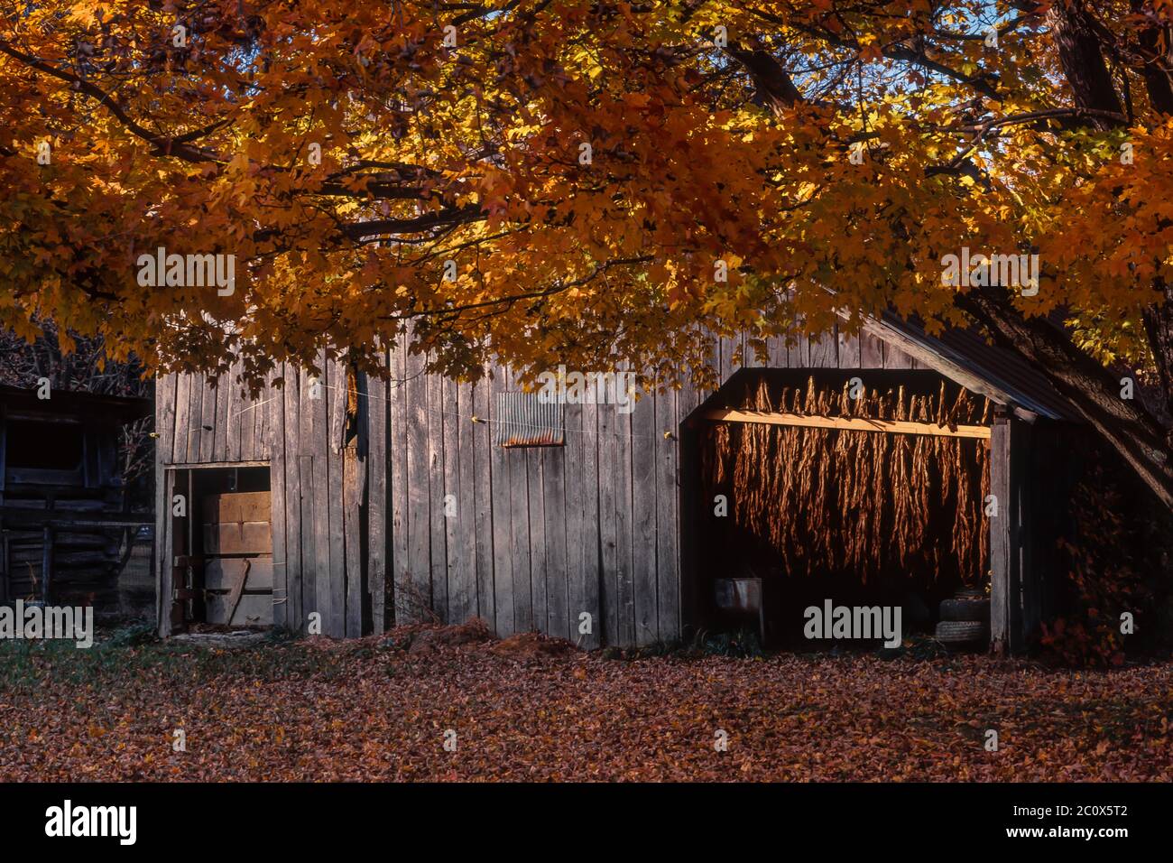 Burley tobacco curing in an open barn in Brown County, Indiana, USA [No property release; available for editorial licensing only] Stock Photo