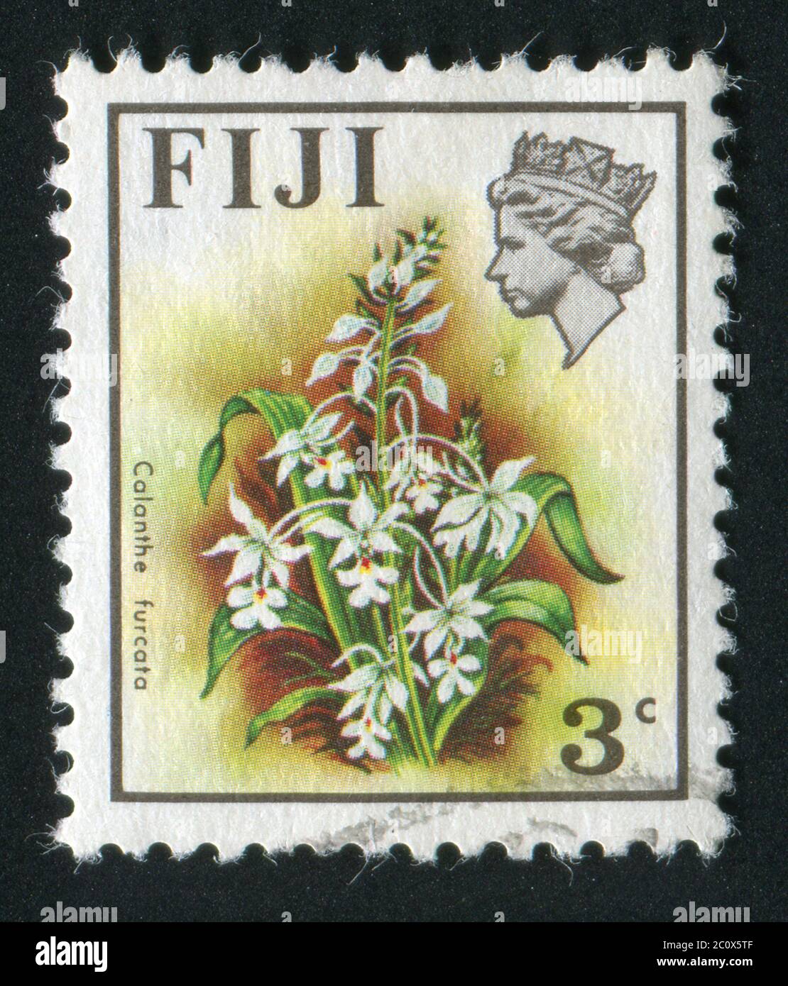 FIJI - CIRCA 1970: Beautiful tropical flower. Calanthe furcata, circa 1970. Stock Photo