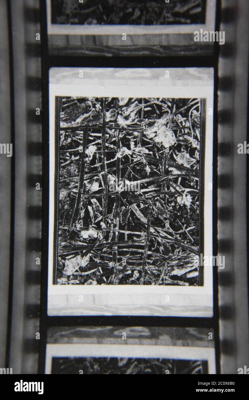 Fine 1970s vintage black and white photography of the beauty of nature ...