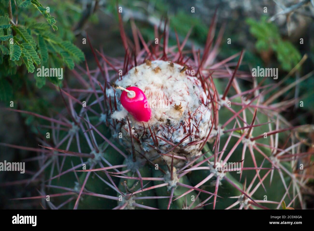 Close-up view of a Melocactus bearing a fruit in the Aruban mondi Stock Photo