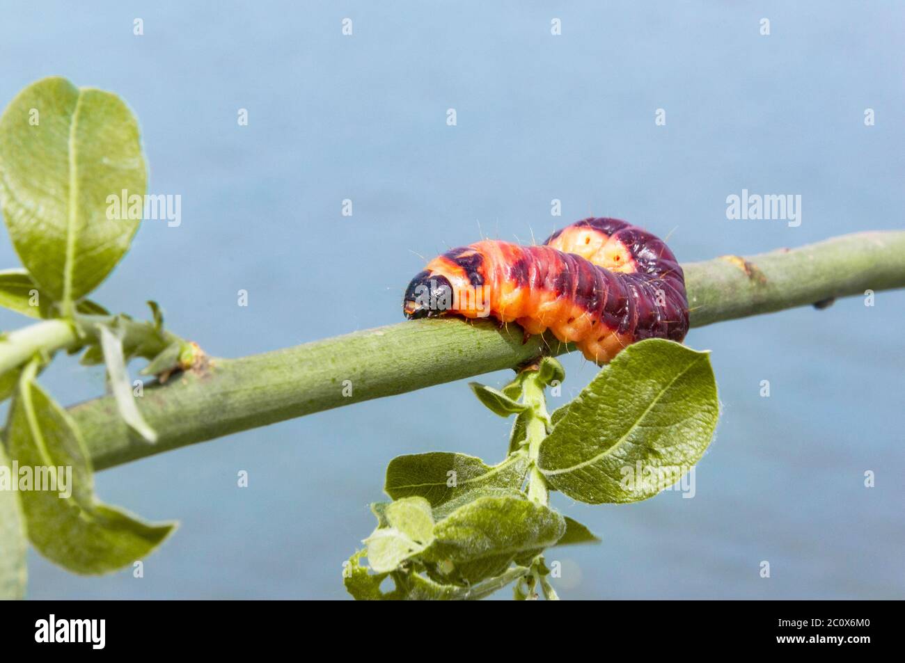 Selective focus of Cossus cossus caterpillar walking on branch, Goat ...
