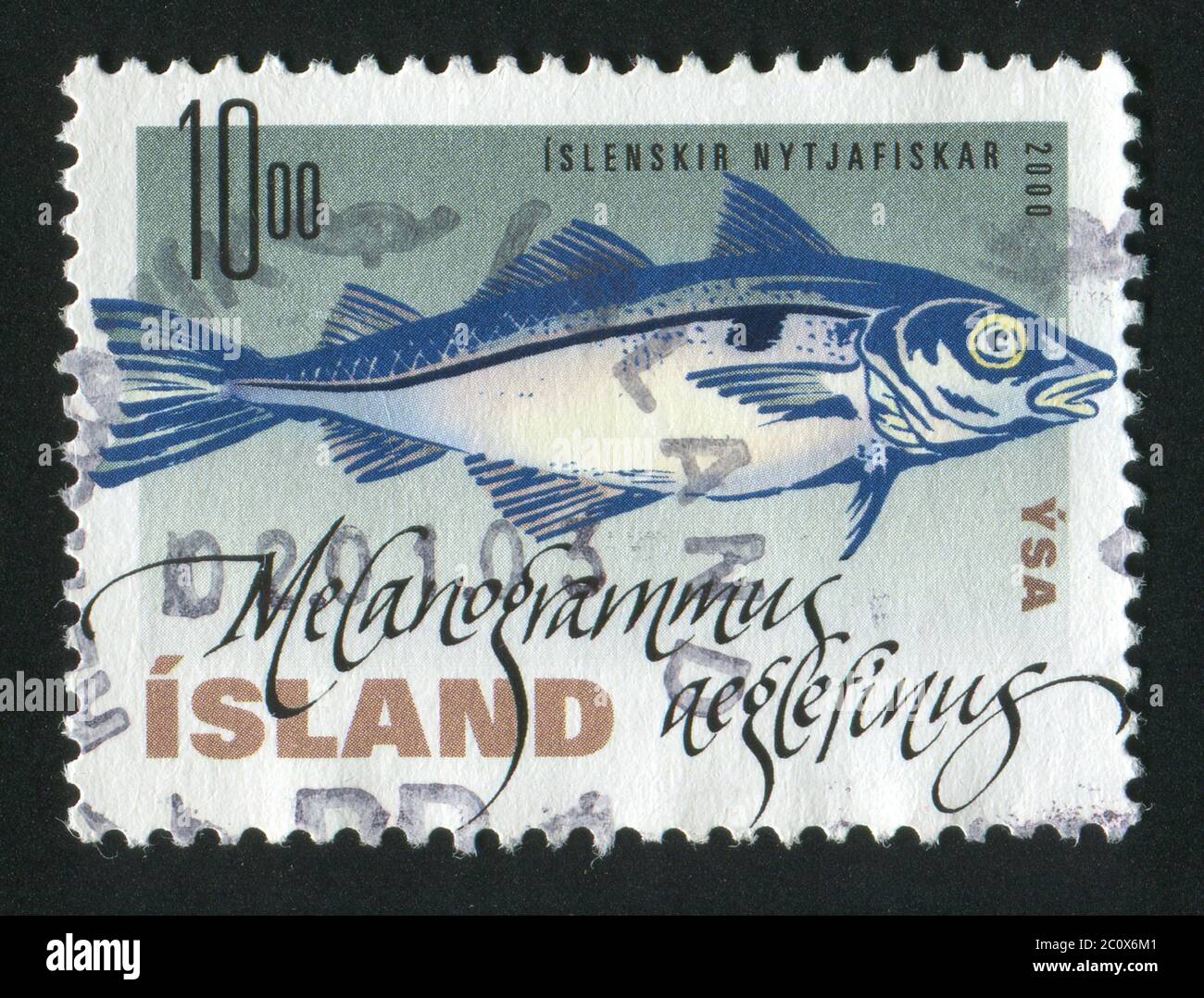 Haddock (Melanogrammus aeglefinus)