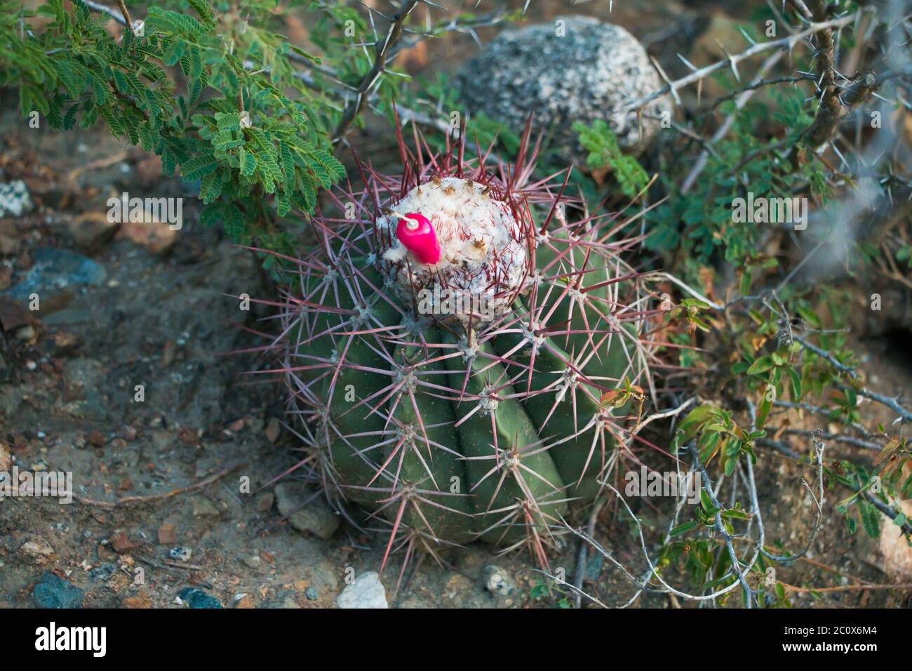 Melocactus bearing one fruit in the Aruban mondi Stock Photo