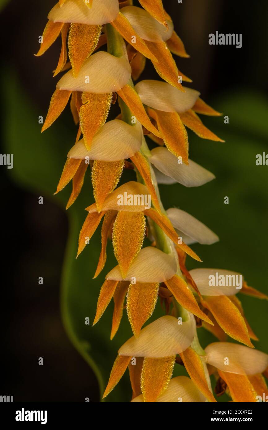 Large-leafed Dendrochilum Orchid (Dendrochilum latifolium) Stock Photo
