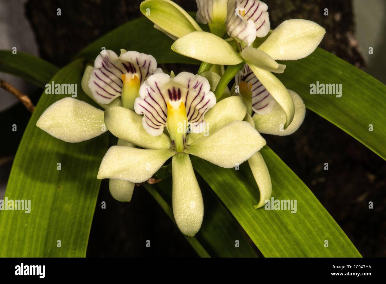 Encyclia Orchid (Encyclia radiata) Stock Photo