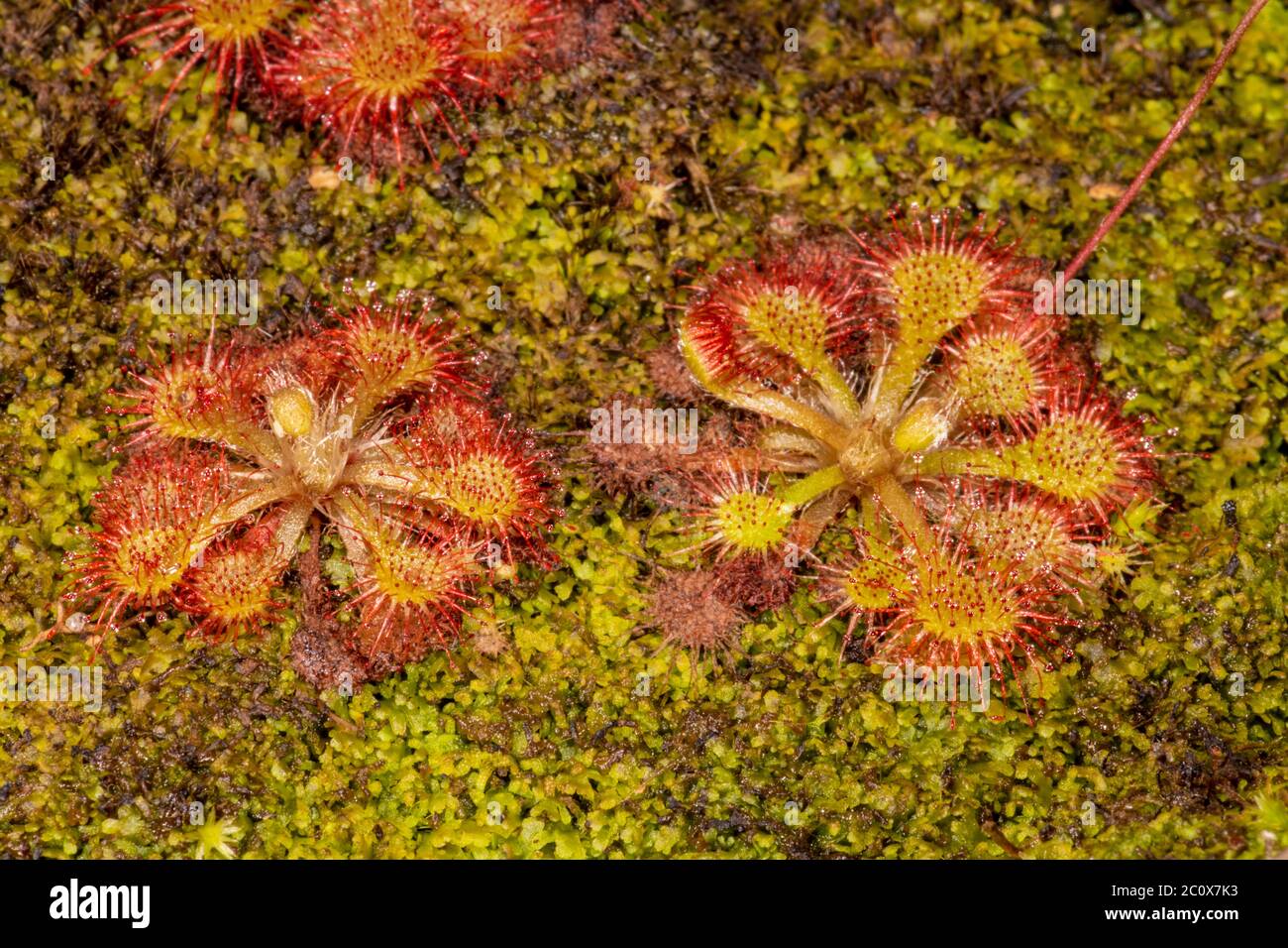 Spoon-leaved Sundew (Drosera spatulata) Stock Photo