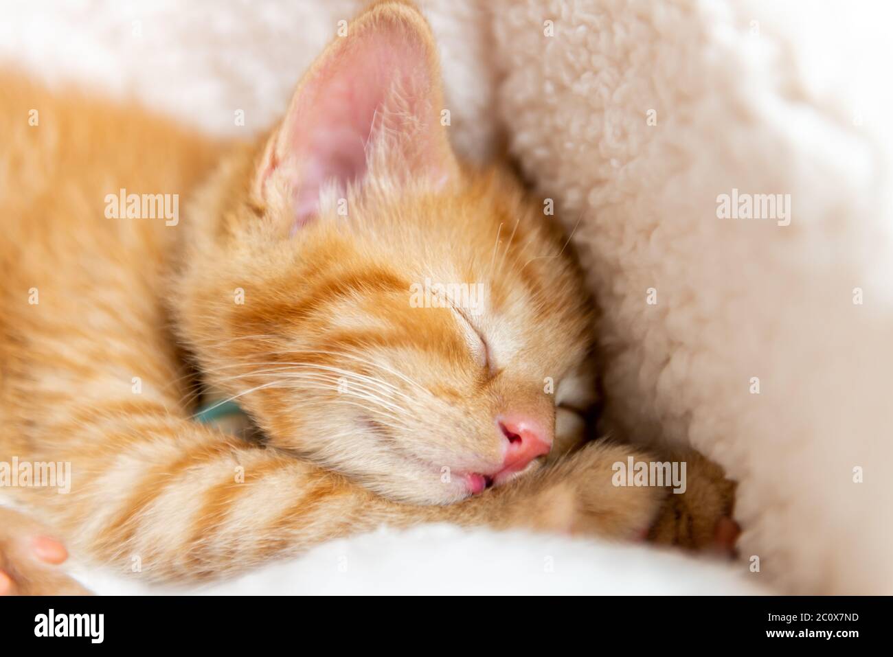 Cute ginger kitten sleeps Stock Photo - Alamy