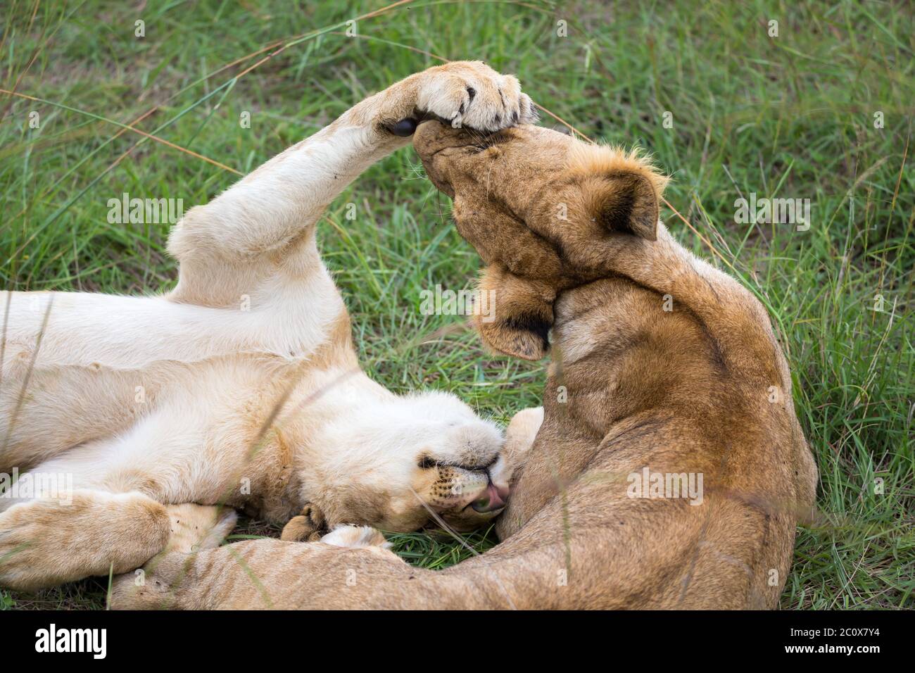 The young lions are playing together in the grass Stock Photo