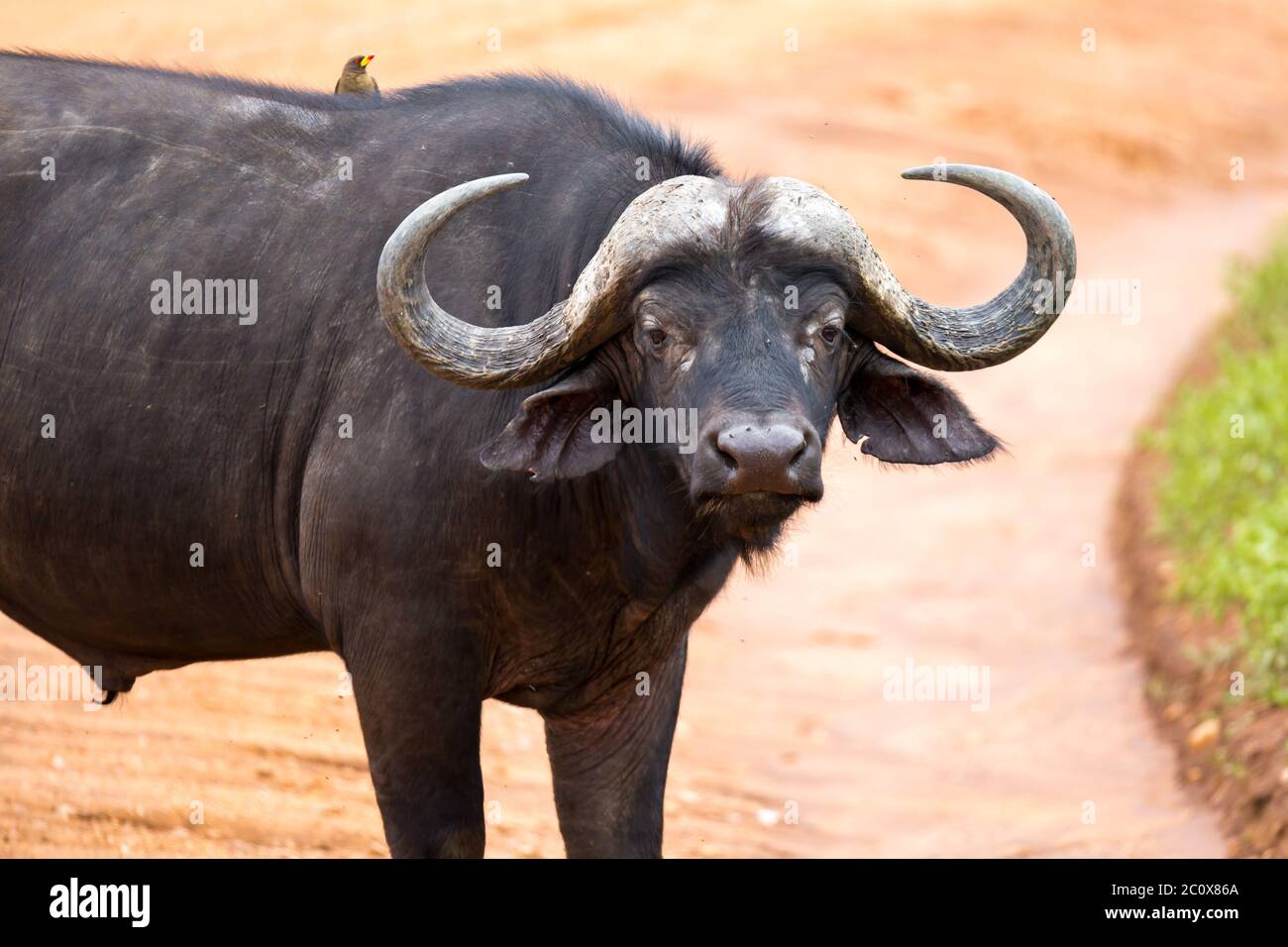 One big buffalo stands on a path in the savannah Stock Photo