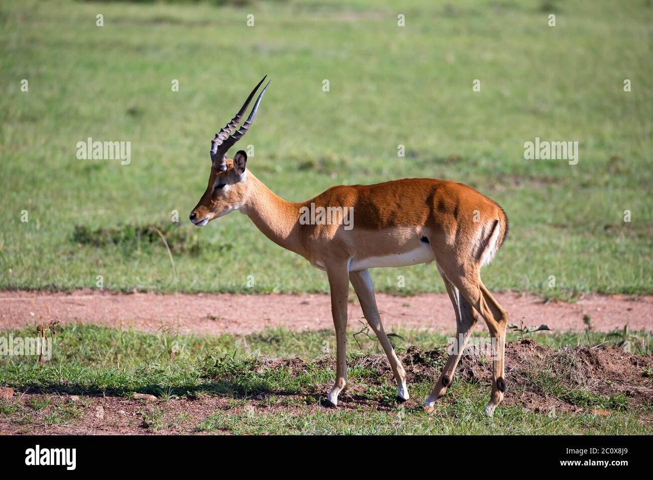 Male thomsons gazelle serengeti hi-res stock photography and images - Alamy