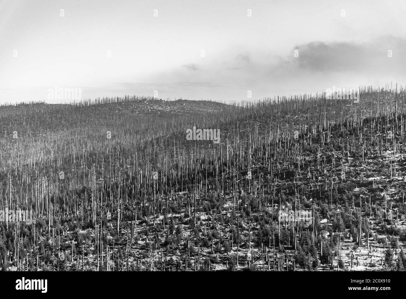 Devasted forest in caues of bark beetle infestation. Sumava National Park and Bavarian Forest, Czech republic and Germany. View from Tristolicnik, Dreisesselberg, to Plechy, Plockenstein. Black and white image. Stock Photo