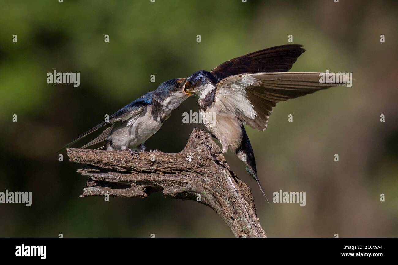 Bird feeding young in flight Stock Photo