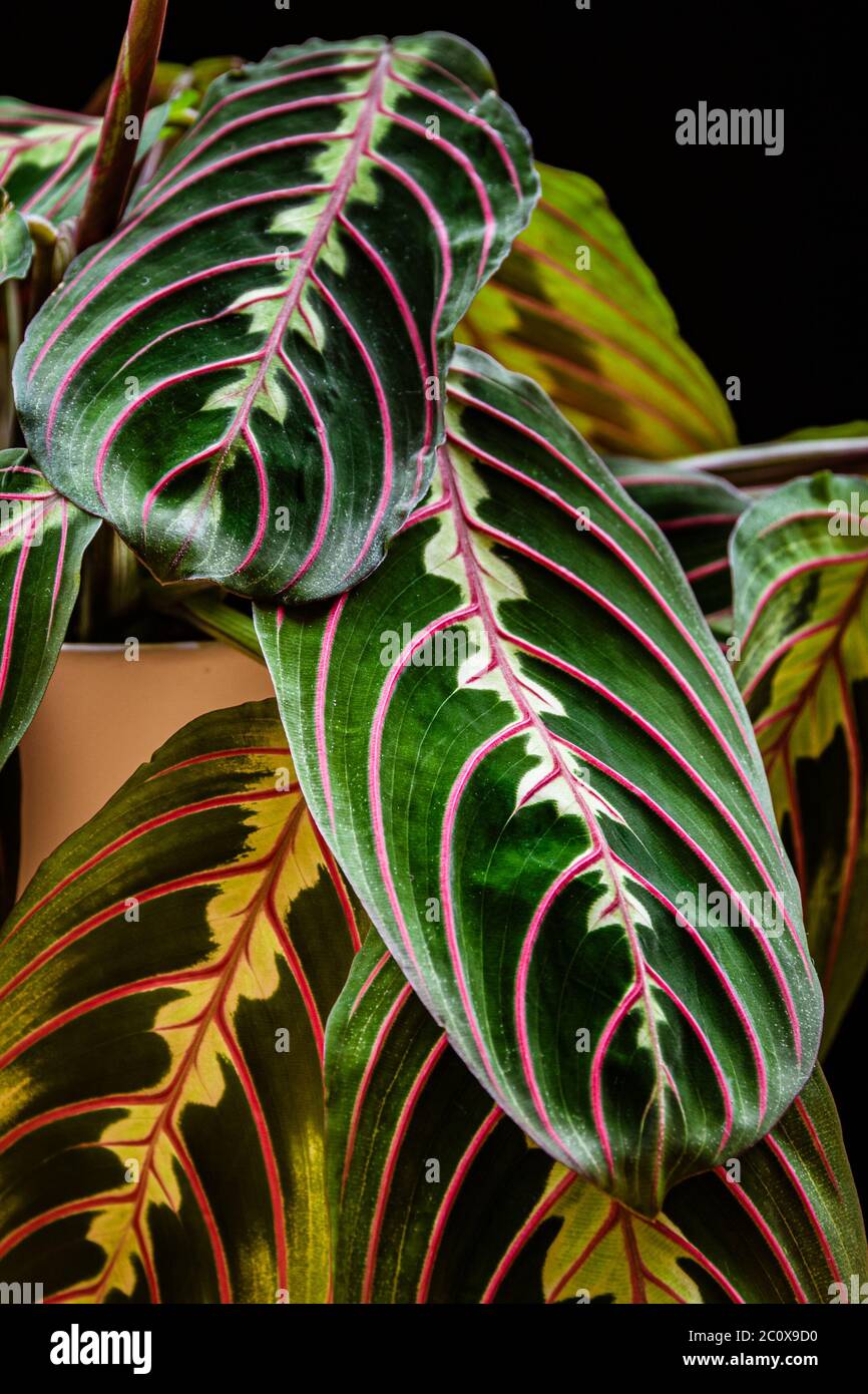 Close-up on the leafs of a prayer plant (maranta leuconeura var erythroneura) on a dark background. Stock Photo