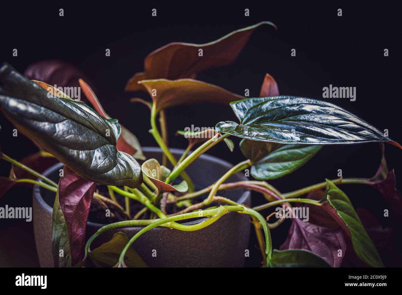 Close-up on a glossy leaf of syngonium erythrophyllum 'red arrow' houseplant on a dark background. Stock Photo