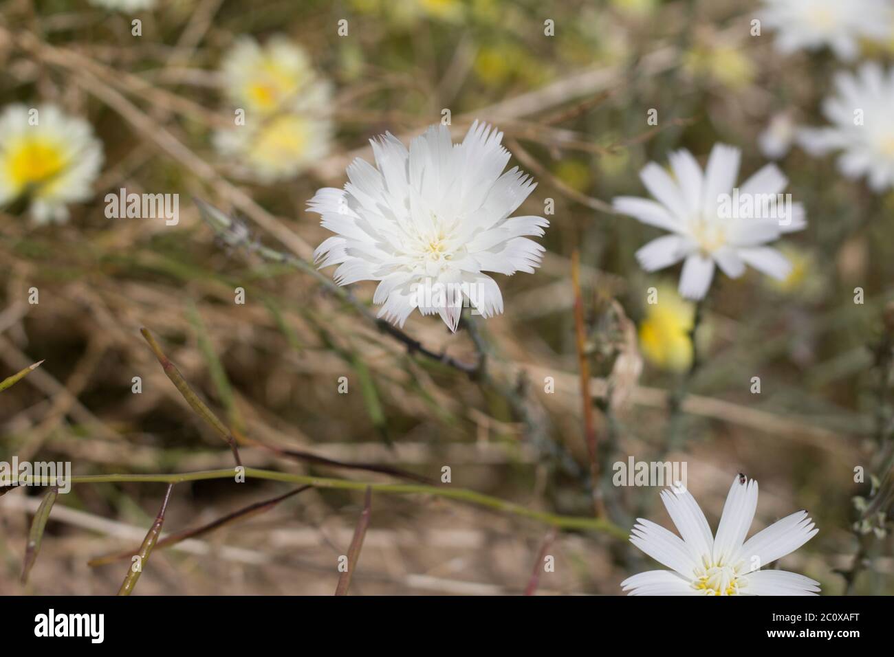 Blooms of Desert Chicory, Rafinesquia Neomexicana, Asteraceae, native annual in the outskirts of Twentynine Palms, Southern Mojave Desert, Springtime. Stock Photo