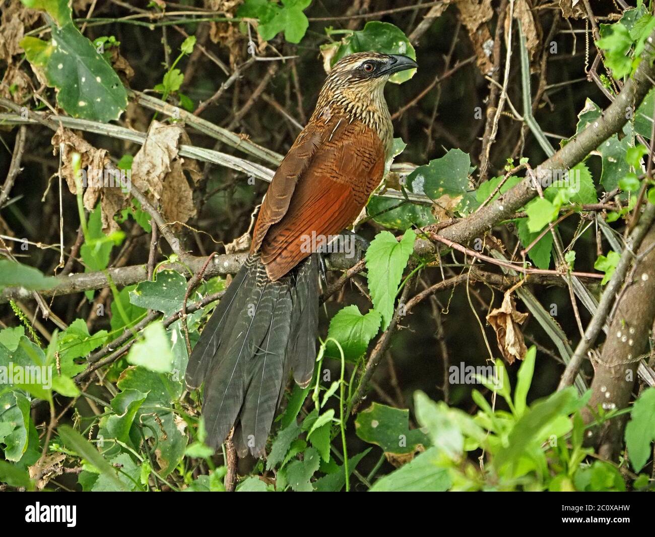 portrait of White-browed Coucal (Centropus superciliosus) skulking with tail spread in thick tangled bush in Tsavo East National Park, Kenya, Africa Stock Photo