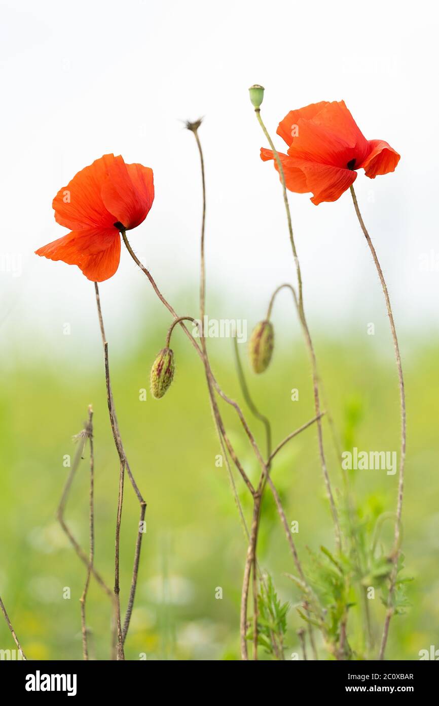 Two amazing red wild corn poppies, Papaver rhoeas,  and two buds in the meadow on a summer day. Closeup. Defocused background Stock Photo