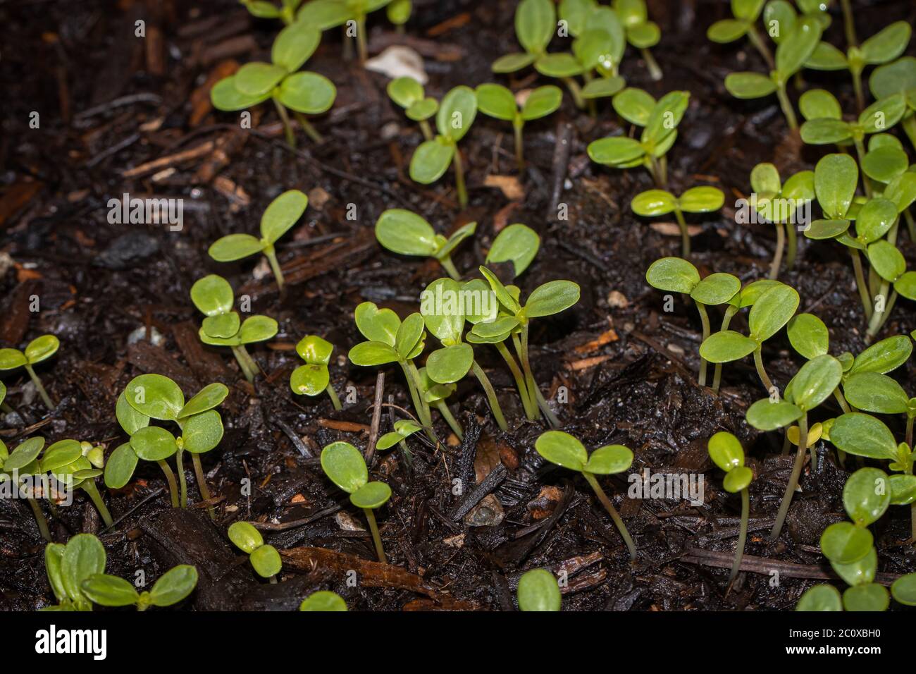 detail of the seed germination phase with newly sprouted seedlings Stock Photo