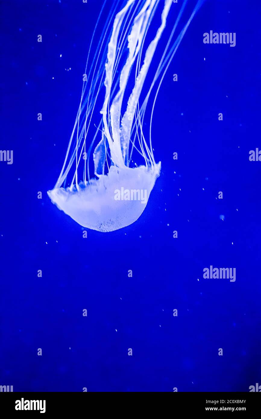 Beautiful jellyfish moving slowly in aquarium in Dubai Stock Photo