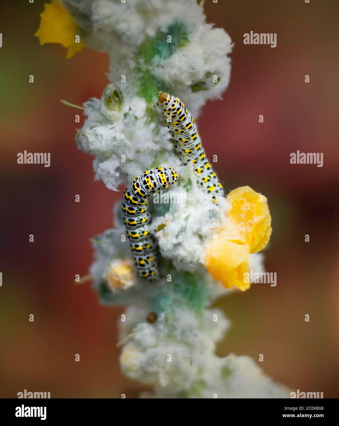 Caterpillars of Mullein Moth Stock Photo Alamy