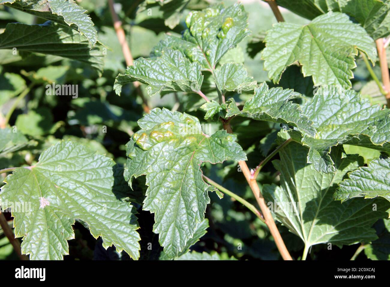 Redcurrant disease. Puccinia ribesii caricis. Anthracnose. Gallic aphids. The infected berry bush with leaves a fungal damaged. Currant blister aphid Stock Photo