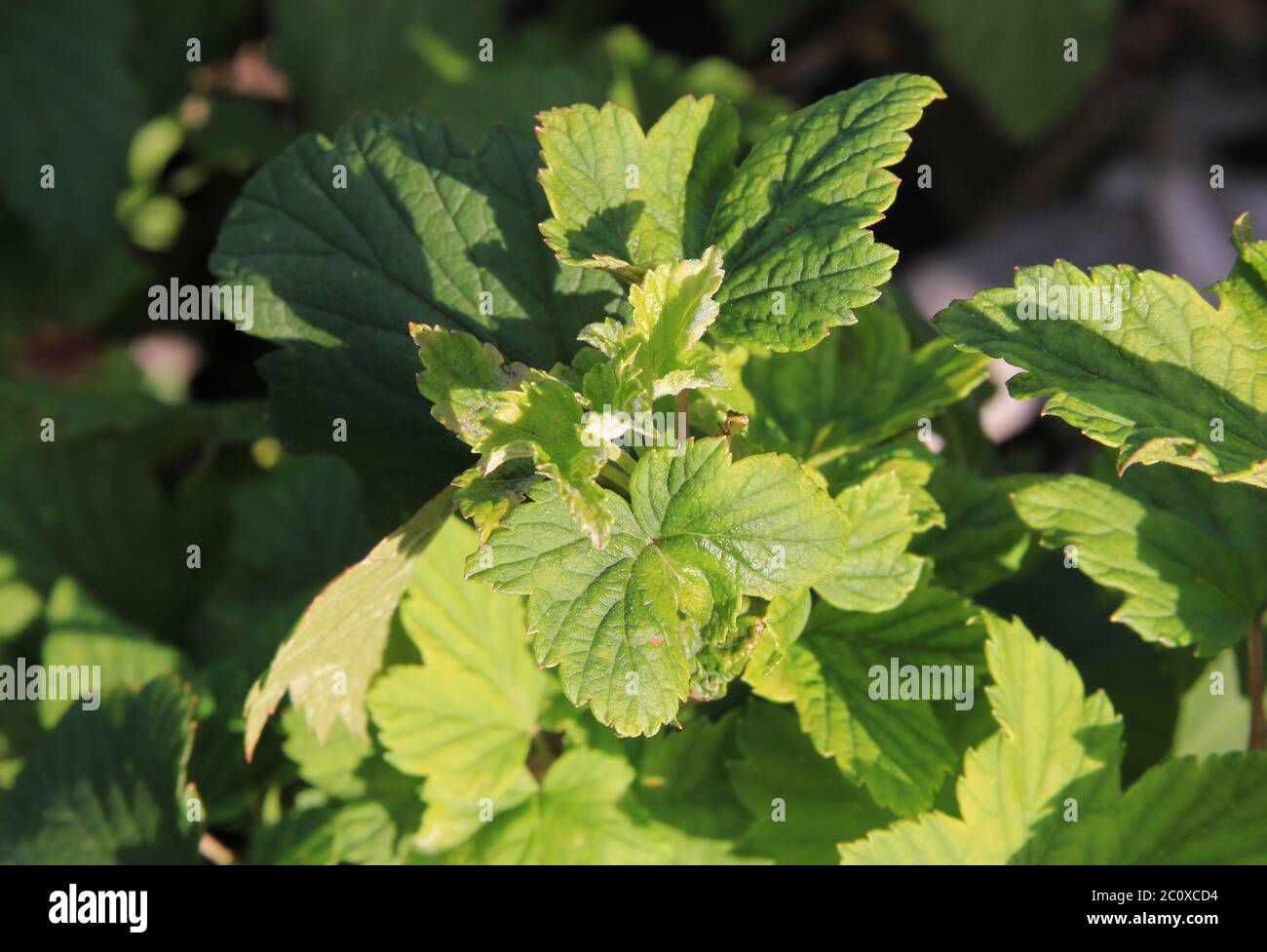 Powdery mildew on the leaves. Black currant disease. The bush infected ...