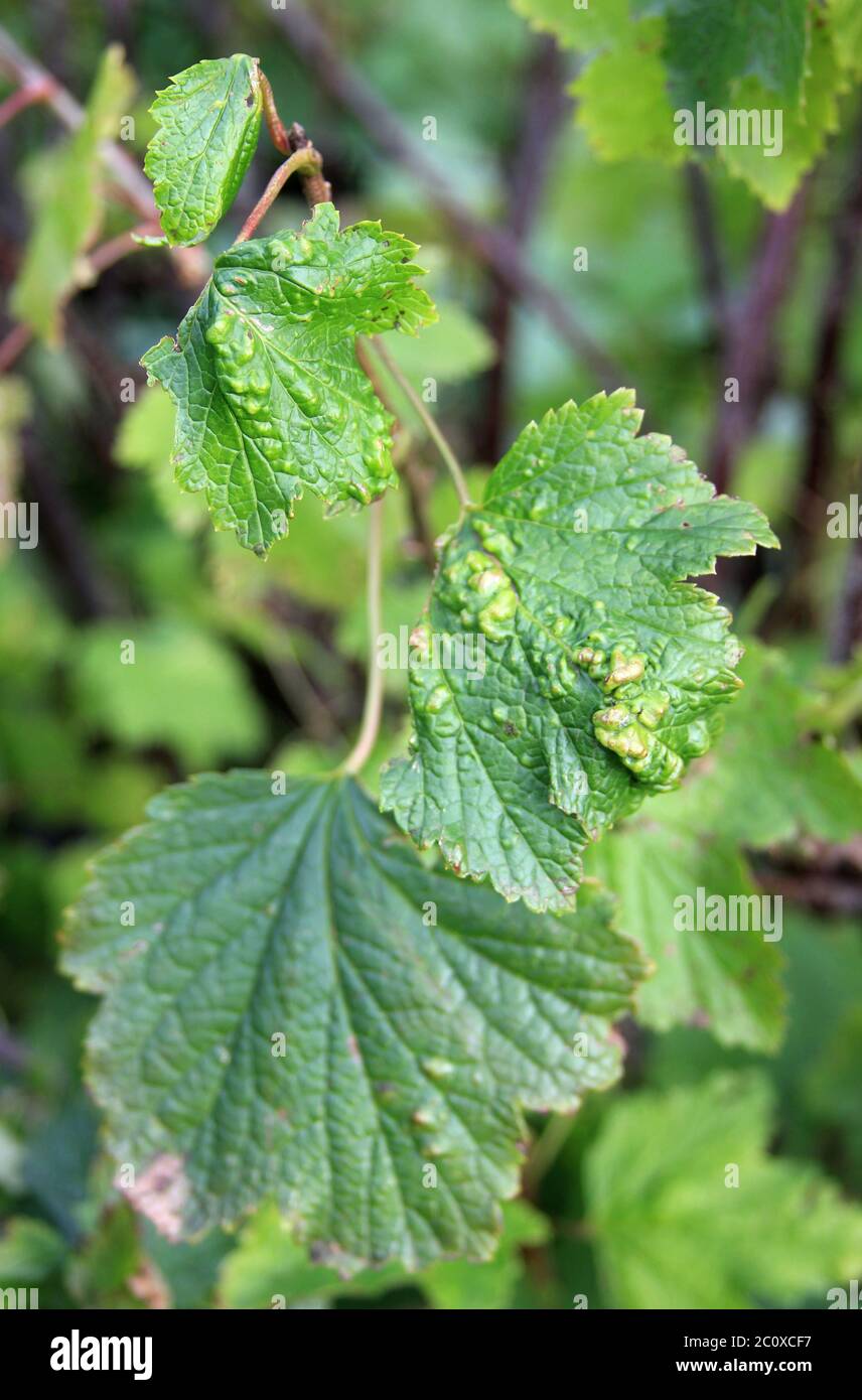 Blackcurrant disease. Gallic Aphids. The berry bush with damaged leaves. Close-up. Domestic garden. Crop problems Stock Photo