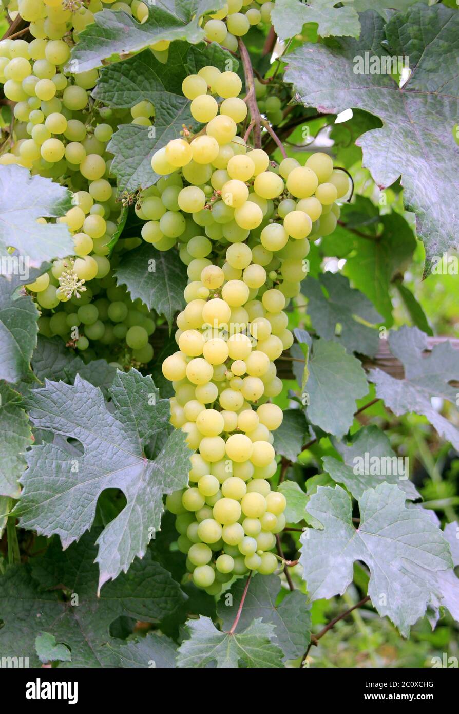 Grape on the vine. New harvest. White variety. Powdery mildew on the