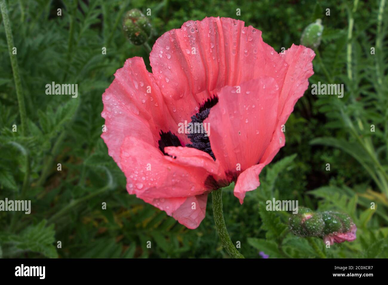 Closeup of a rain drenched bright salmon pink poppy blossom Stock Photo