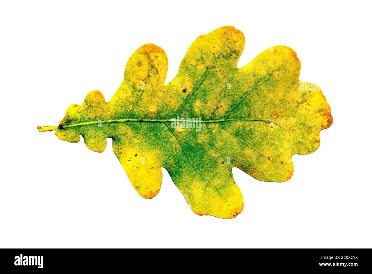 Oak leaf white background hi-res stock photography and images - Alamy