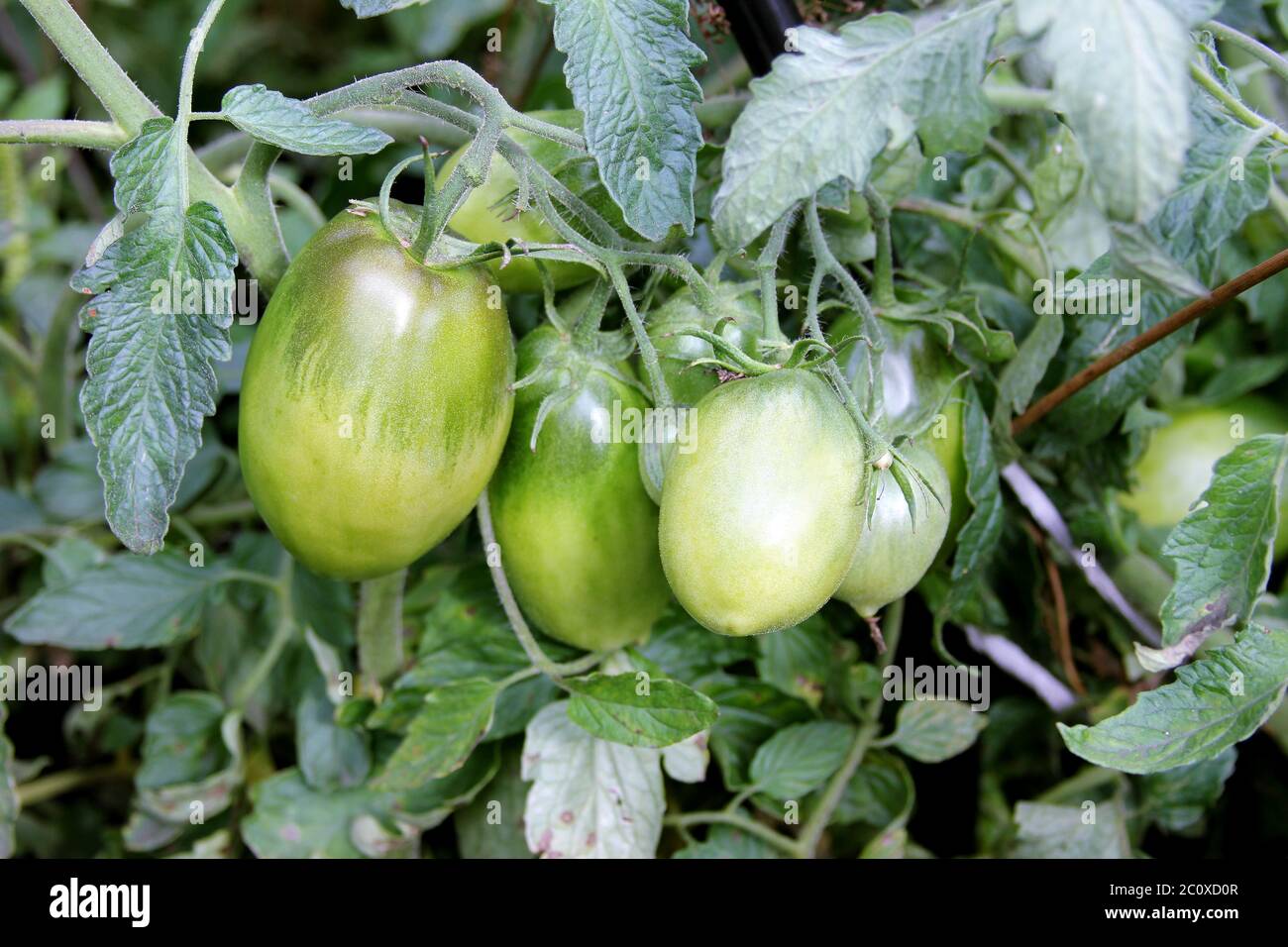 New batch tomatoes are ripening on the bush. Organic crop in the rural garden Stock Photo
