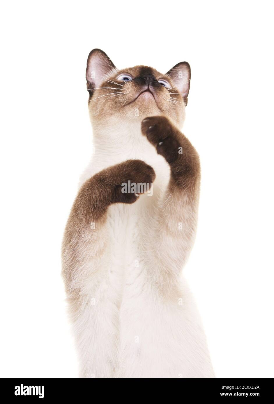 Thai Cat With Raised Paw Stock Photo