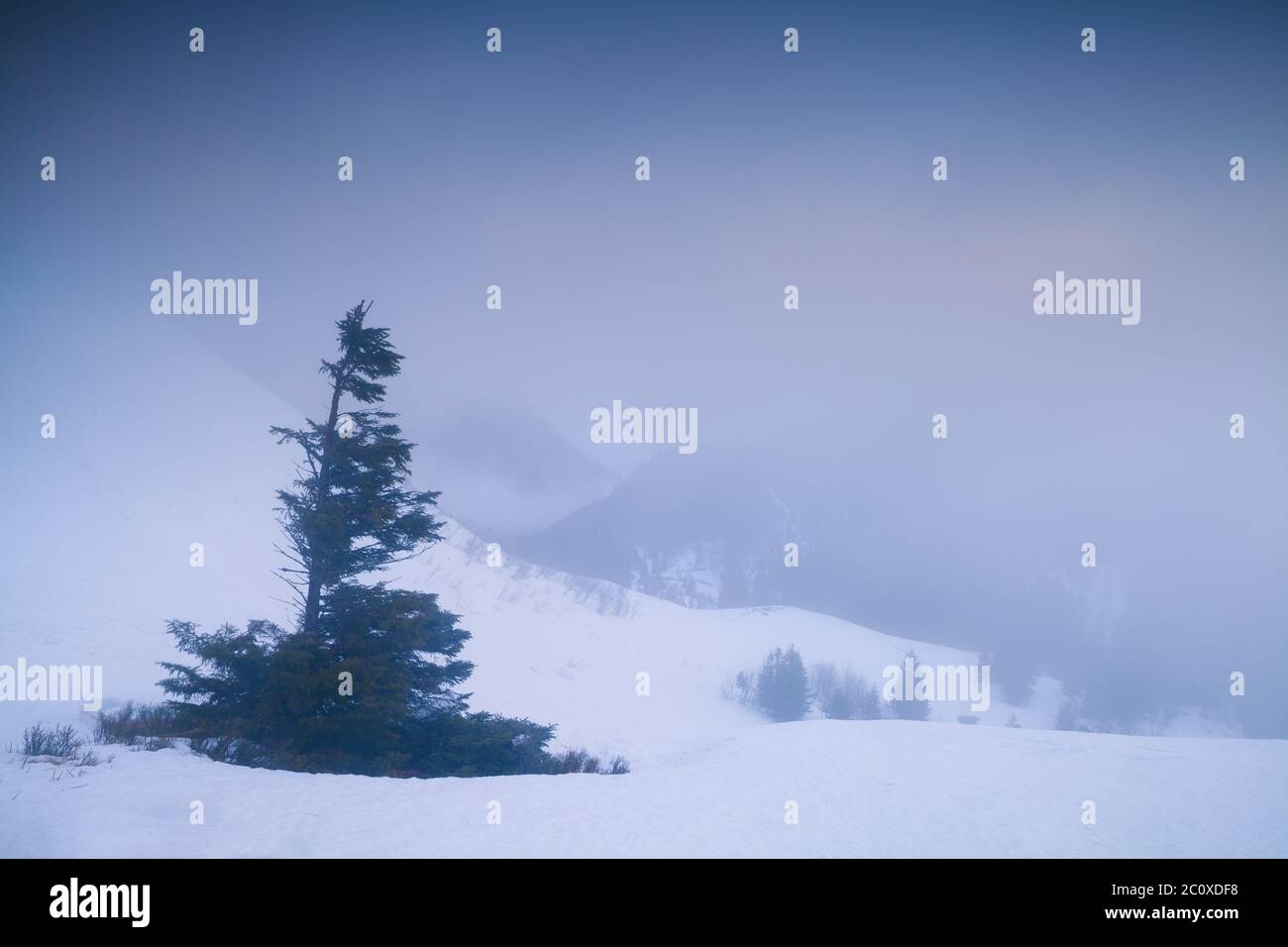 spruce tree on mountain top at foggy sunrise Stock Photo