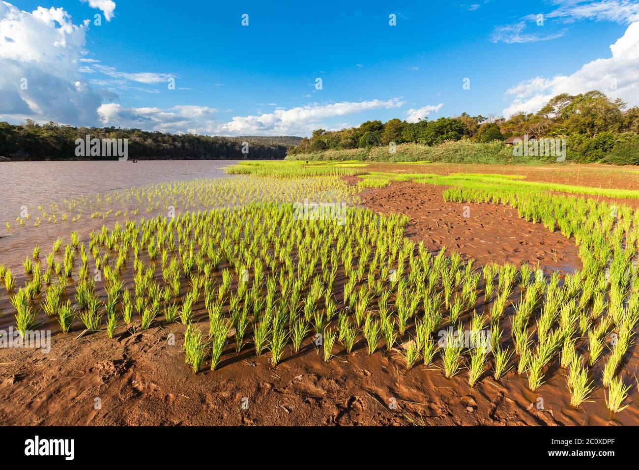 Lush green rice field and blue sky hi-res stock photography and images ...