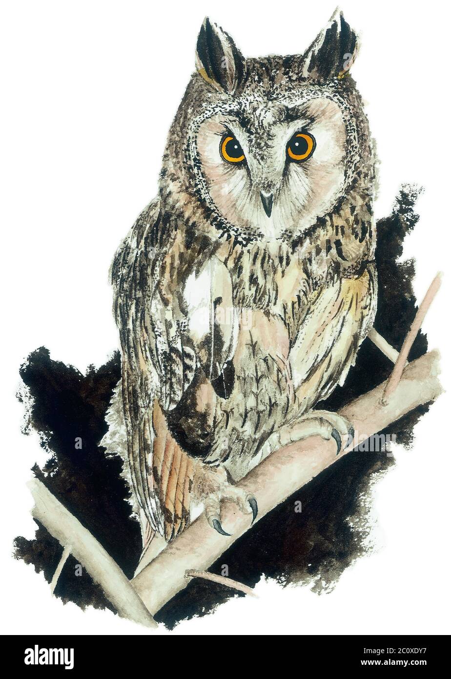 Long eared owl owl Cut Out Stock Images Pictures Alamy Long eared owl owl Cut Out Stock Images Pictures Alamy