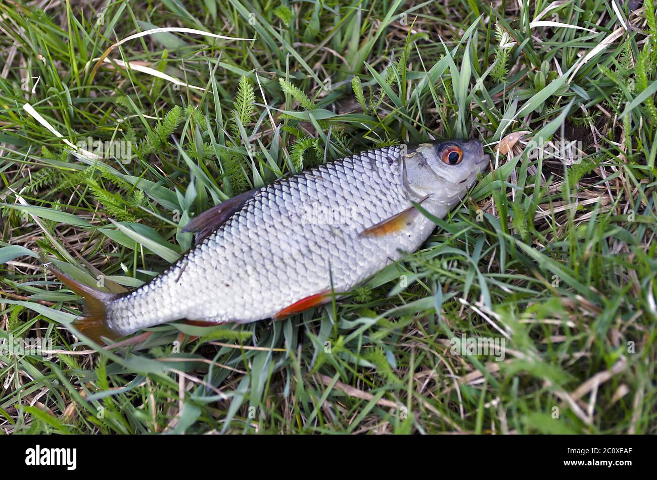 Fish roach (Rutilus rutilus) lies on the grass close up Stock Photo