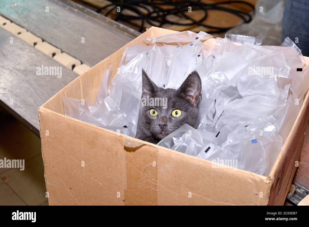 Black cat sitting in a cardboard box including packing bags factory Stock Photo