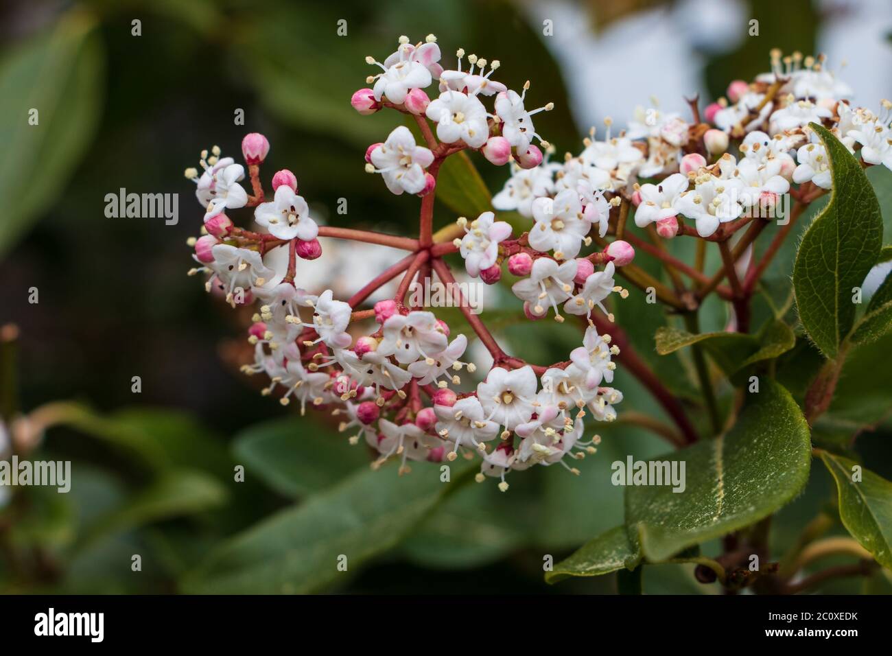 Closeup of tiny pink and white fragrant Viburnum blossoms and buds in the Spring garden Stock Photo