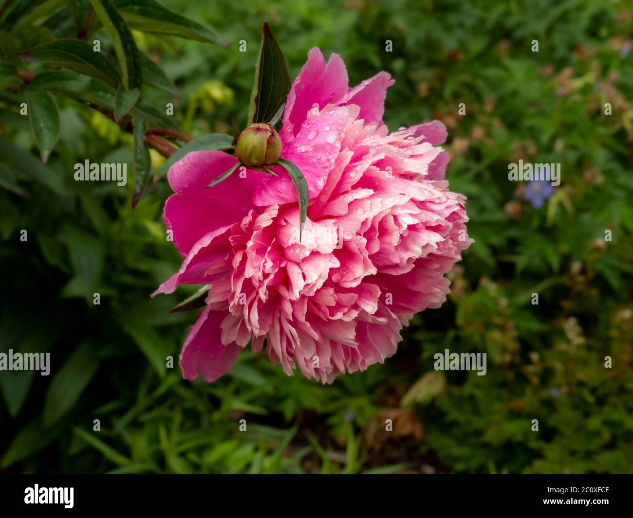 Beautiful pink peony bloom with raindrops in a garden, variety Paeonia lactiflora Sarah Bernhardt Stock Photo