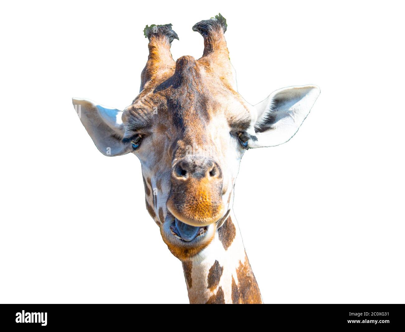 Giraffe head isolated on white background. Wild animal portrait. Stock Photo