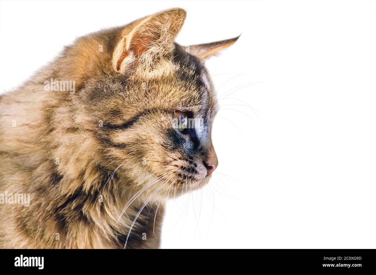Portrait of the Cat Stock Photo - Alamy