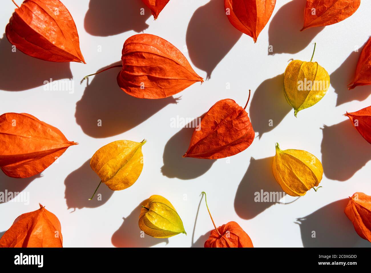 Autumn background. Flat lay of orange and yellow dry physalis flowers in the sunlight on white background Stock Photo