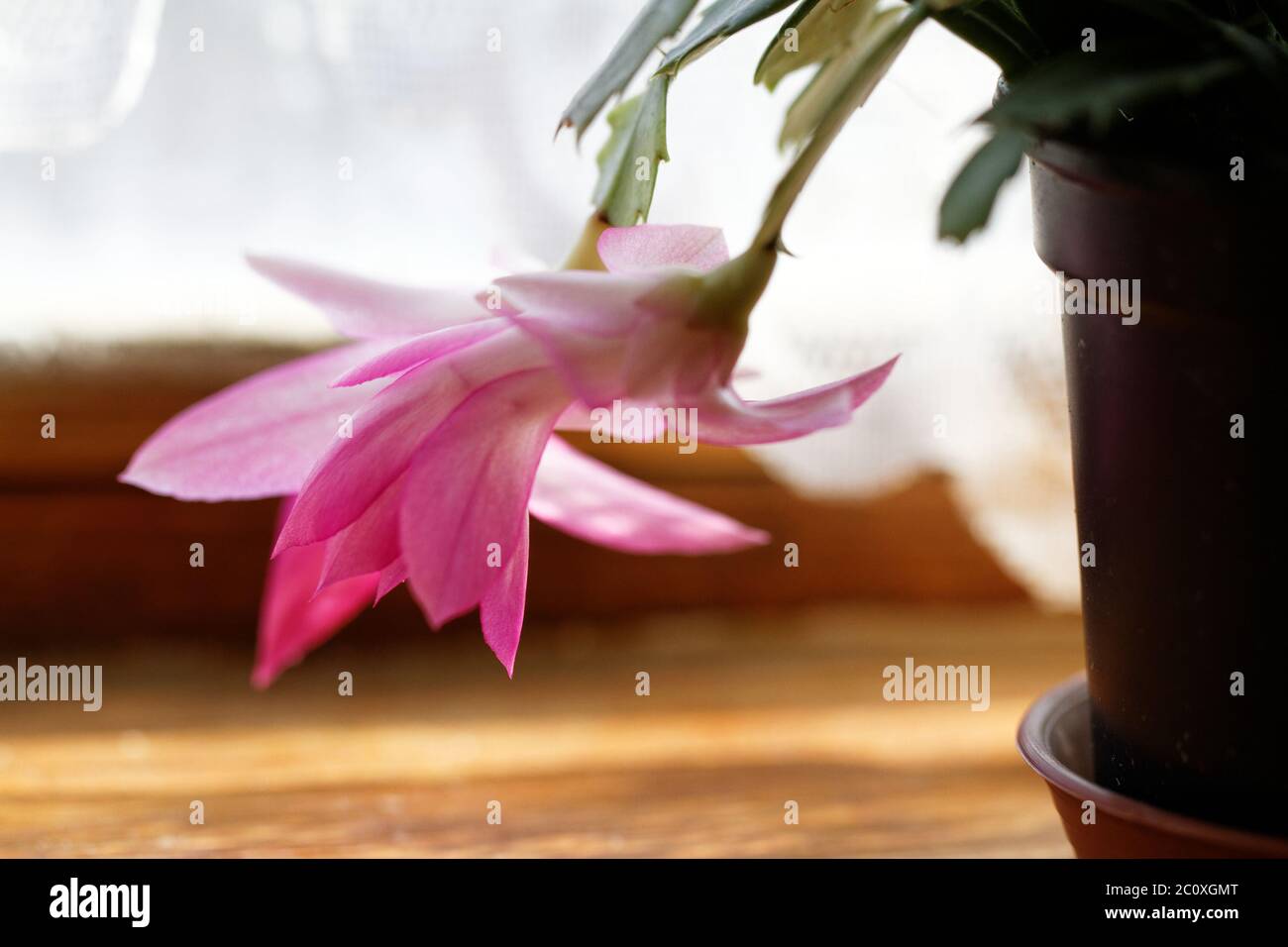 Christmas Cactus Cut Out High Resolution Stock Photography And Images Alamy