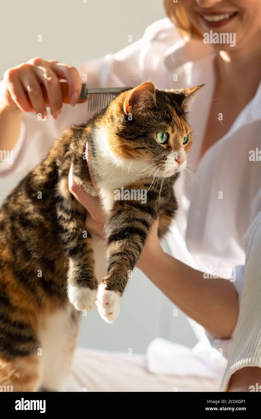 Smiling woman owner combing, scratching and holding cat with hand Stock Photo