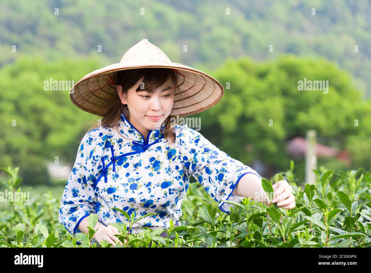 beautiful Asian girl in tea plantation Stock Photo Alamy