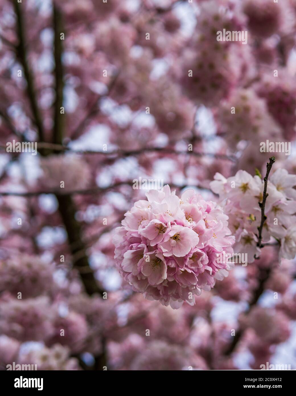 Cherry blossoms are in full bloom hi-res stock photography and images ...