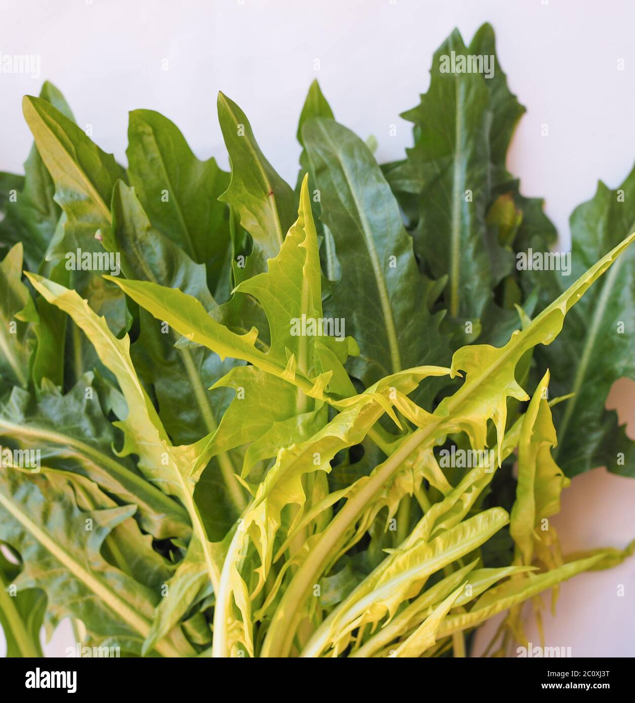 Catalonian chicory salad Stock Photo