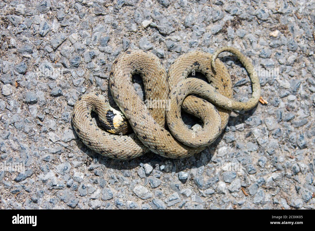 Grass Snake Natrix Natrix Playing Dead Stock Photo 164627012