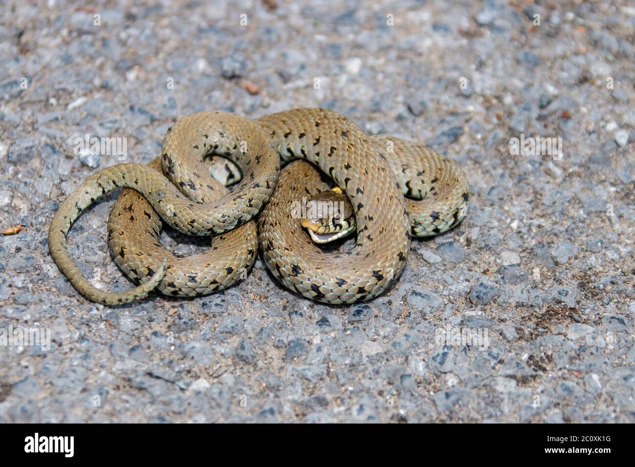 Grass Snake Playing Dead / Ringelnatter stellt sich tot 