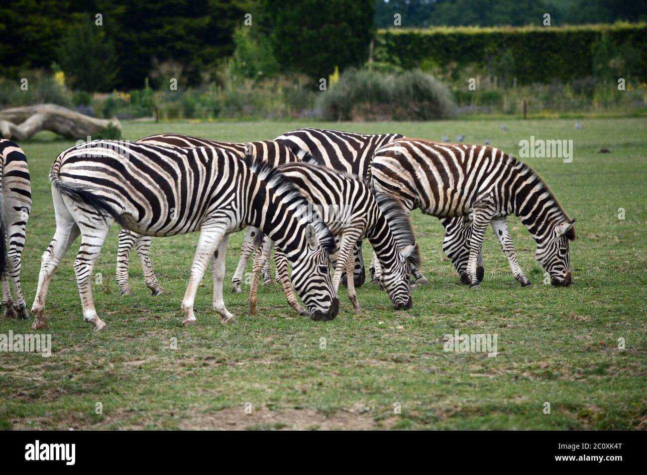 Zebra Ina Field Zebra horse coat hi-res stock photography and images - Alamy